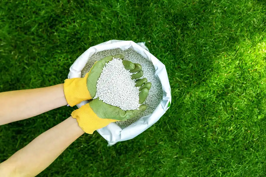 Why Lawn Seeding Improves Long Term Turf Health in Brainerd, MN Why Lawn Seeding Improves Long Term Turf Health in Brainerd, MN